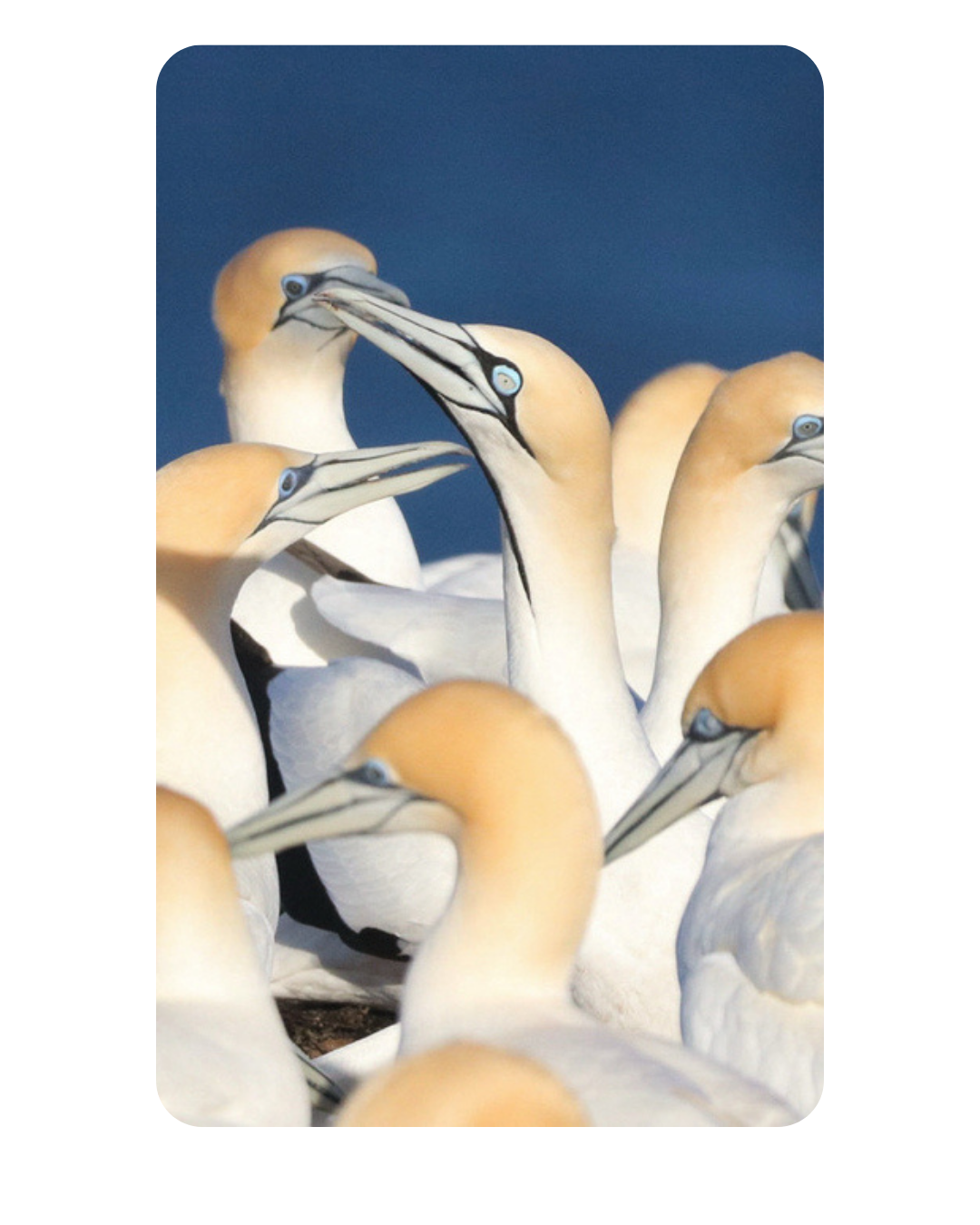 Cape Gannets
